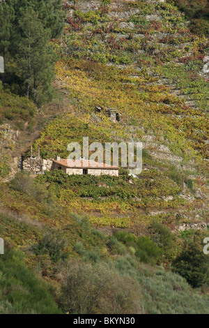 Ribeira Sacra vigna con la costruzione di pietra e tetto di tegole rosse e su ripidi terrazzamenti (bancadas) sopra il fiume Sil in Sil canyon Foto Stock