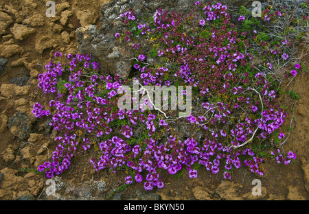 Primo piano del timo selvatico, [Thymus praecox ssp. Arcticus] perenne fiore selvatico modello di erbe fiore fango di terra secca in Islanda, AGGIUNGENDO FILE PIÙ GRANDE Foto Stock