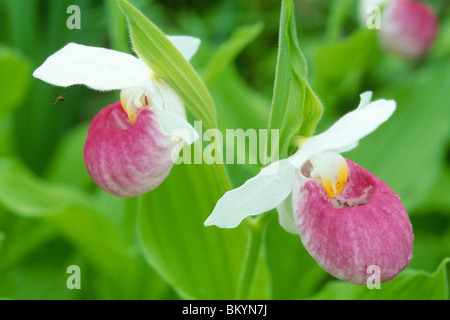 Appariscente pianella della Madonna orchidee (Cypripedium reginae) Foto Stock