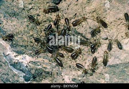 Comune (earwig Forficula auricularia) neonati REGNO UNITO Foto Stock