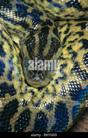 Anaconda giallo Eunectes notaeus testa in appoggio in piega del corpo Sud America Foto Stock