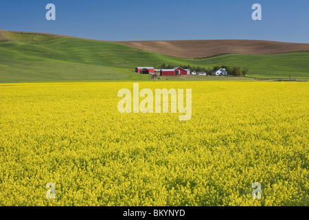 Whitman County, WA: campo luminoso giallo senape in fiore nel Palouse area vicino polveroso, WA Foto Stock