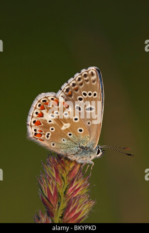 Himmelblauer Bläuling Polyommatus bellargus,,, Lysandra bellargus Foto Stock