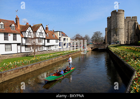 3098. Punting sul fiume Stour, Canterbury, Kent, Regno Unito Foto Stock