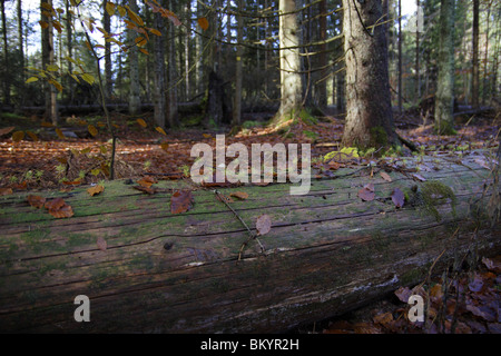 Giovani abeti, Foto Stock