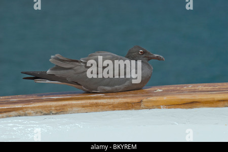 Gabbiano di lava, Larus fuliginosus Foto Stock