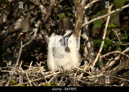 Rosso-footed Booby, Sula sula, chick Foto Stock