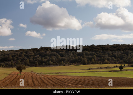 Terra di raccolto vicino a Calatañazor, Soria, Spagna / Cultivos alrededor de Calatañazor, Soria, España Foto Stock