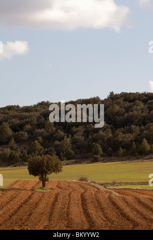 Terra di raccolto vicino a Calatañazor, Soria, Spagna / Cultivos alrededor de Calatañazor, Soria, España Foto Stock