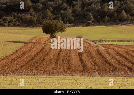 Terra di raccolto vicino a Calatañazor, Soria, Spagna / Cultivos alrededor de Calatañazor, Soria, España Foto Stock