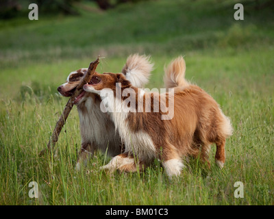 Riproduzione di pastori australiani Foto Stock