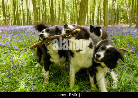 Border Collie Cani giocando in bluebell legno in Sussex, Inghilterra Foto Stock