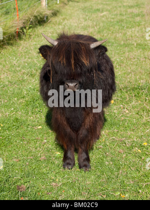 Bestiame dell'altopiano Foto Stock