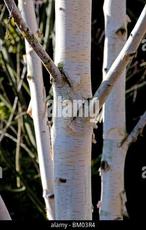 Corteccia bianco di Betula papyrifera, la carta betulla Foto Stock