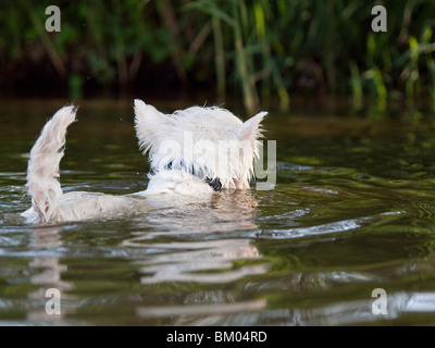 Nuoto West Highland White Terrier Foto Stock