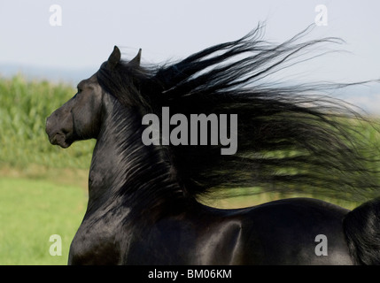 Frisone stallone ritratto Foto Stock