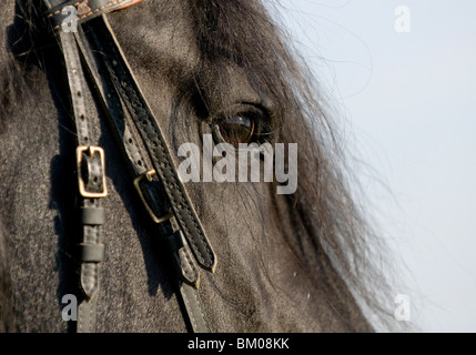 Frisone stallone Foto Stock