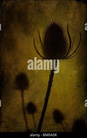 Un essiccato thistle con picchi a lungo in autunno Foto Stock