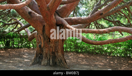 Big branchy evergreen albero rosso 'Arbutus andrachne' nella primavera del parco (Crimea, Ucraina) Foto Stock