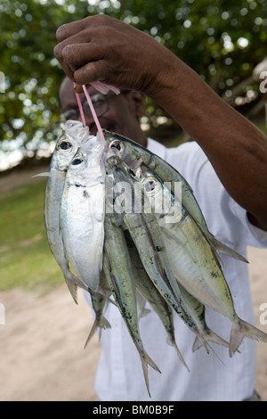 Pesce stradale Stand, Cote D'Or, l'Isola di Praslin, Seicelle Foto Stock