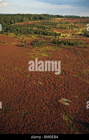 Foto aerea di Lueneburg heath, riserva naturale, Bassa Sassonia, Germania settentrionale Foto Stock