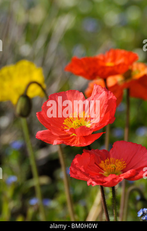 Islanda papavero (Papaver nudicaule) Foto Stock