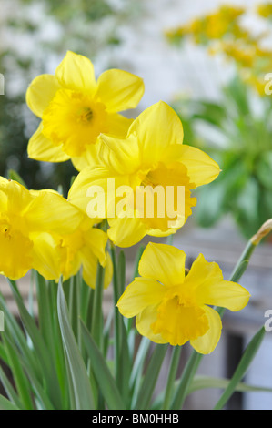 Wild daffodil (Narcissus pseudonarcissus) Foto Stock