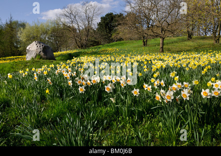 I narcisi selvatici (Narcissus pseudonarcissus) Foto Stock