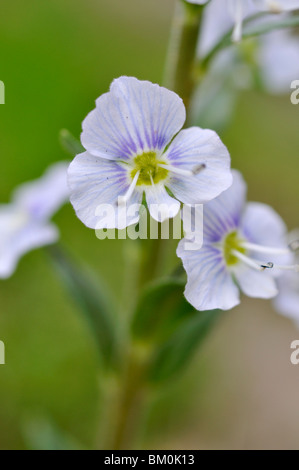 La genziana speedwell (veronica gentianoides) Foto Stock