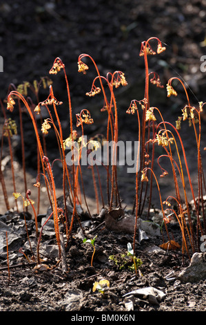 Northern felce capelvenere (Adiantum pedatum var. pedatum) Foto Stock