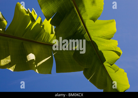 Banane verdi foglie contro il cielo blu Foto Stock