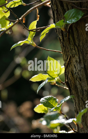 Arrampicata ortensia (Hydrangea anomala subsp. petiolaris) Foto Stock