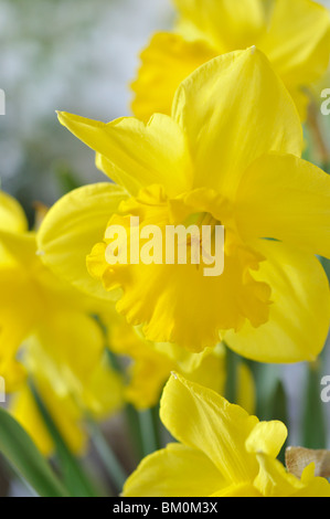 Wild daffodil (Narcissus pseudonarcissus) Foto Stock