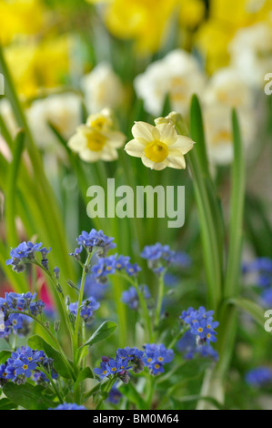 Dwarf daffodil (Narciso minnow) e dimenticare-me-non (myosotis) Foto Stock