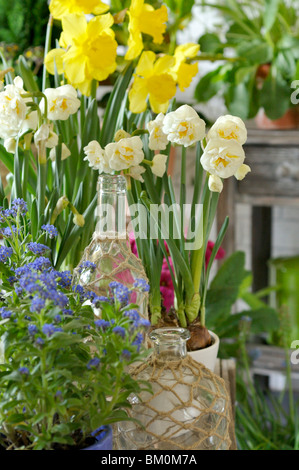 Double daffodil (Narciso corona nuziale), Wild daffodil (Narcissus pseudonarcissus) e dimenticare-me-non (myosotis) Foto Stock