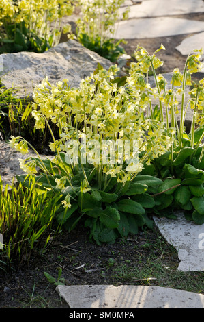 Vero oxlip (primula elatior) Foto Stock