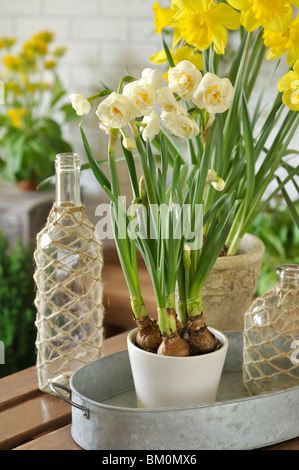 Double daffodil (Narciso corona nuziale) e wild daffodil (Narcissus pseudonarcissus) Foto Stock