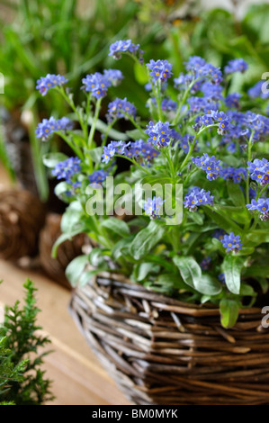 Dimenticare me not (myosotis) Foto Stock
