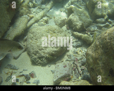 Underwater vicino a Fort Jefferson FL Golfo del Messico Foto Stock