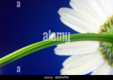 (Leucanthemum ircutianum leucanthemum) fiore giallo bianco singola macro di testa Foto Stock