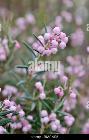 Bog comune rosmarino (Andromeda polifolia) Foto Stock