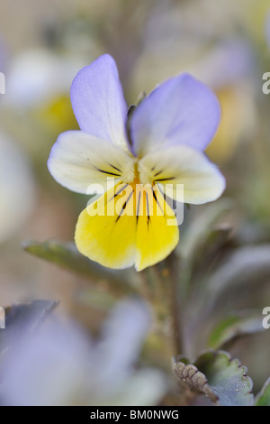 Wild pansy (viola tricolore) Foto Stock