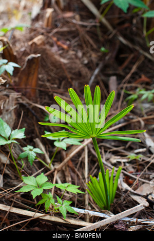 La nuova crescita di Saw palmetto impianto Foto Stock