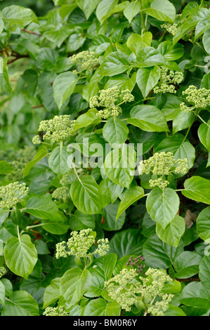 Arrampicata ortensia (Hydrangea anomala subsp. petiolaris) Foto Stock