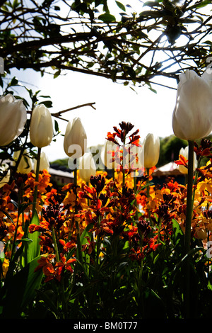 Un letto retroilluminato di wallflowers con una selezione di tulipani a motivi di Tatton Park Foto Stock
