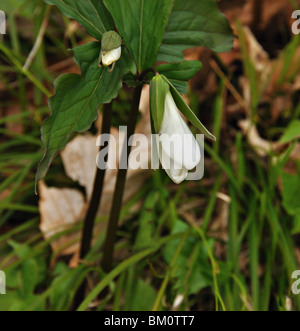 Snowdrop fiore che sboccia Foto Stock