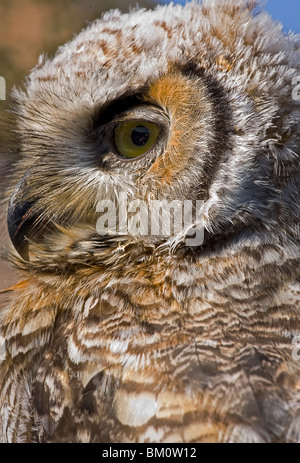 Un close-up colpo alla testa di un canadese cornuto owl Foto Stock