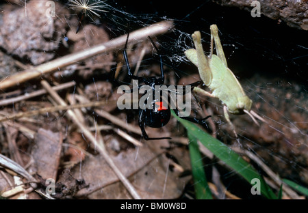 Southern black widow spider (Latrodectus mactans: Theridiidae) femmina nel suo web con grasshopper preda, GEORGIA, STATI UNITI D'AMERICA Foto Stock