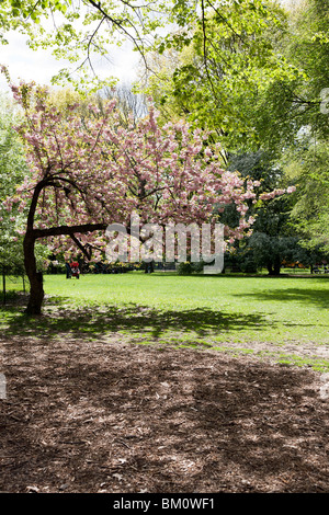 Twisted ciliegio caricato retroilluminato con grappoli di fiori rosa blooming sul prato Est del Central Park di New York City Foto Stock