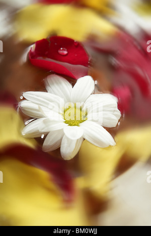 Petali di rosa e fiori di margherita su acqua spa bagno aromaterapico Foto Stock